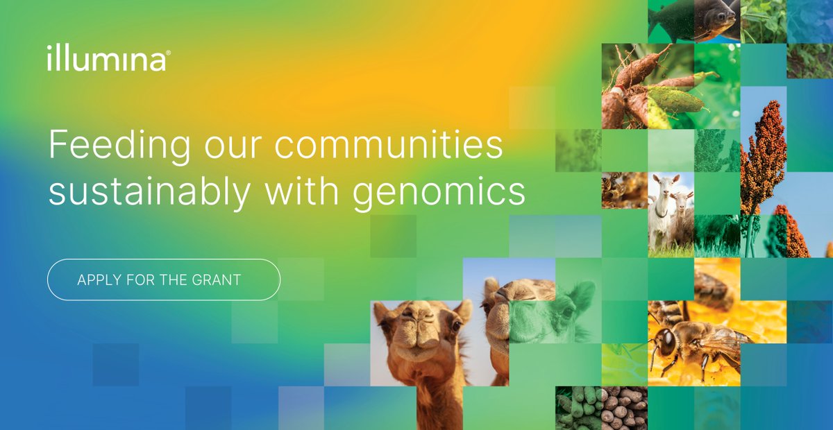 AntoBeck's tweet image. Applications being taken for @Illumina Agricultural Greater Good Initiative. Grants of up to $350K in 2024. Deadline for applications is 30th Sept 2023. Click on the link for details, terms and conditions. #genomics #sequencing #microarrays bit.ly/44GiNWl
