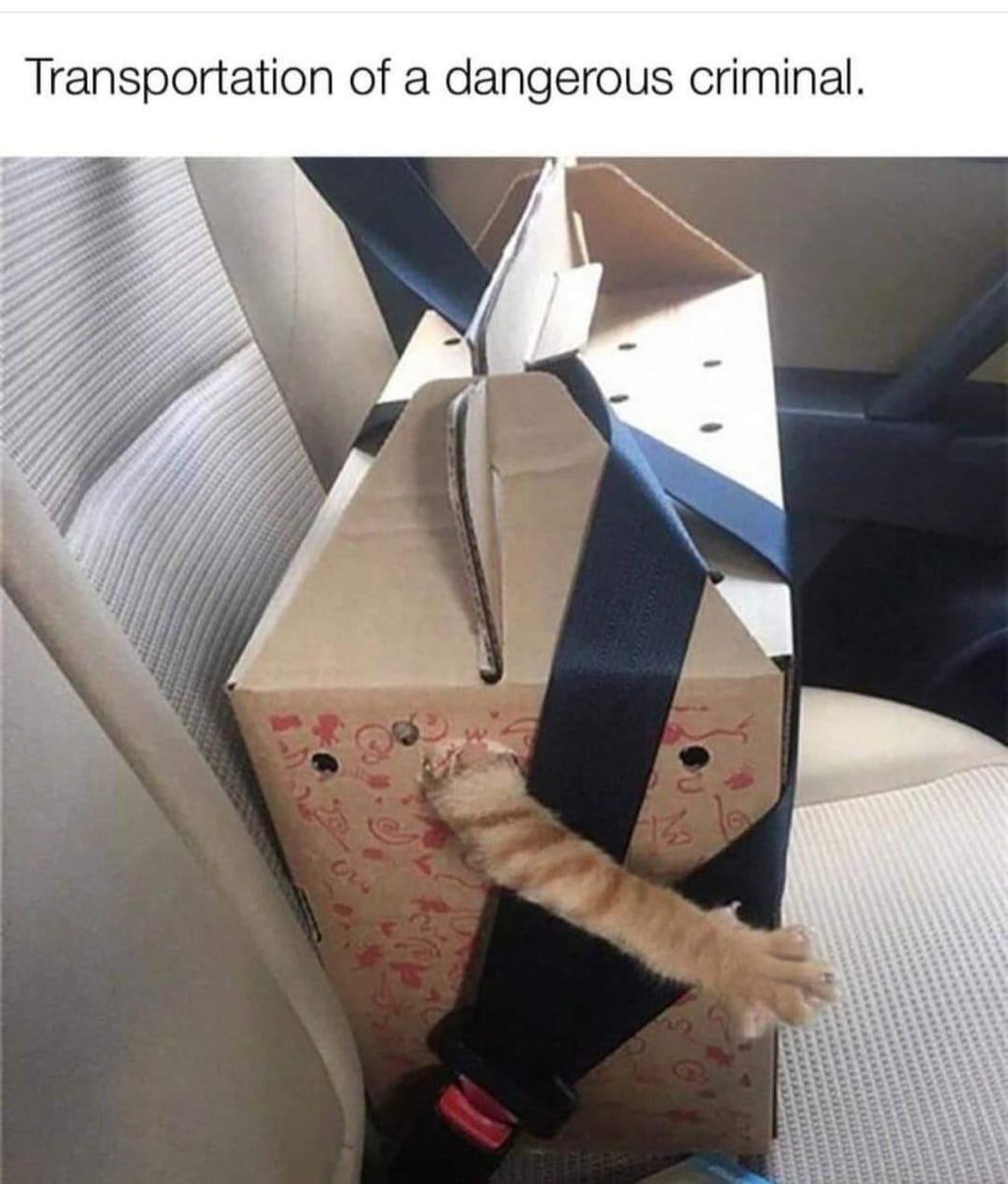 WholesomeMeme's tweet photo. https://t.co/4wySMoBhNh