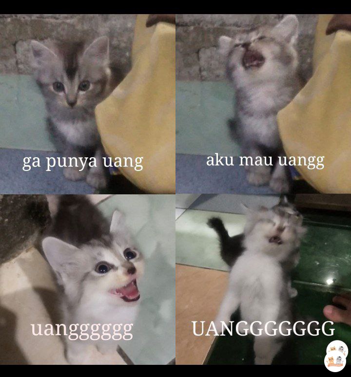 kochengfs's tweet photo. kcg! adek kitten yg tadi maap aku edit. lucu sih https://t.co/Yv7YuBmBcV