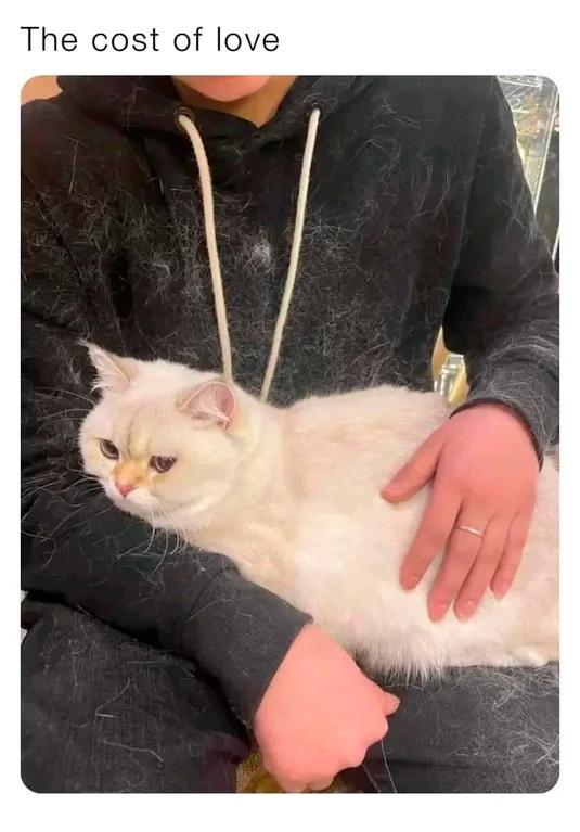 WholesomeMeme's tweet photo. https://t.co/VKcWceMZG3