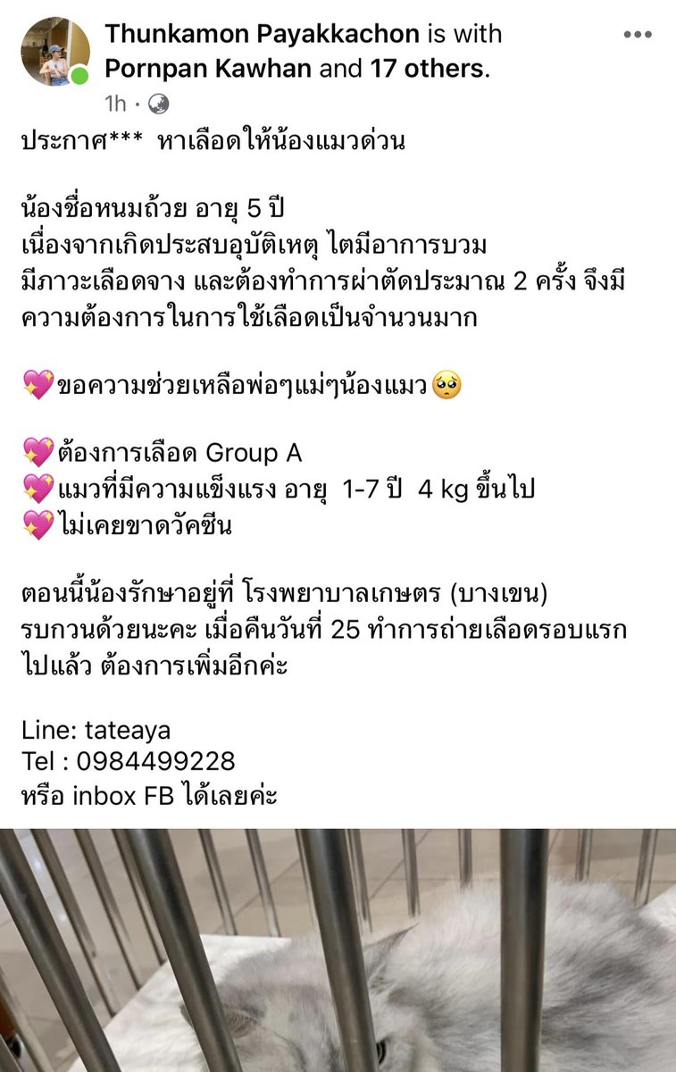 nnpescape's tweet photo. #หาเลือดให้แมว 
ต้องการเลือดแมวด่วนมาก น้องต้องผ่าตัด
ฝากทุกคนช่วยกันหน่อยนะคะ ติดต่อมาทางเราหรือ โทร 098449928 ได้เลยค่ะ ขอบคุณมากๆนะคะ https://t.co/AckVYtQ6kg