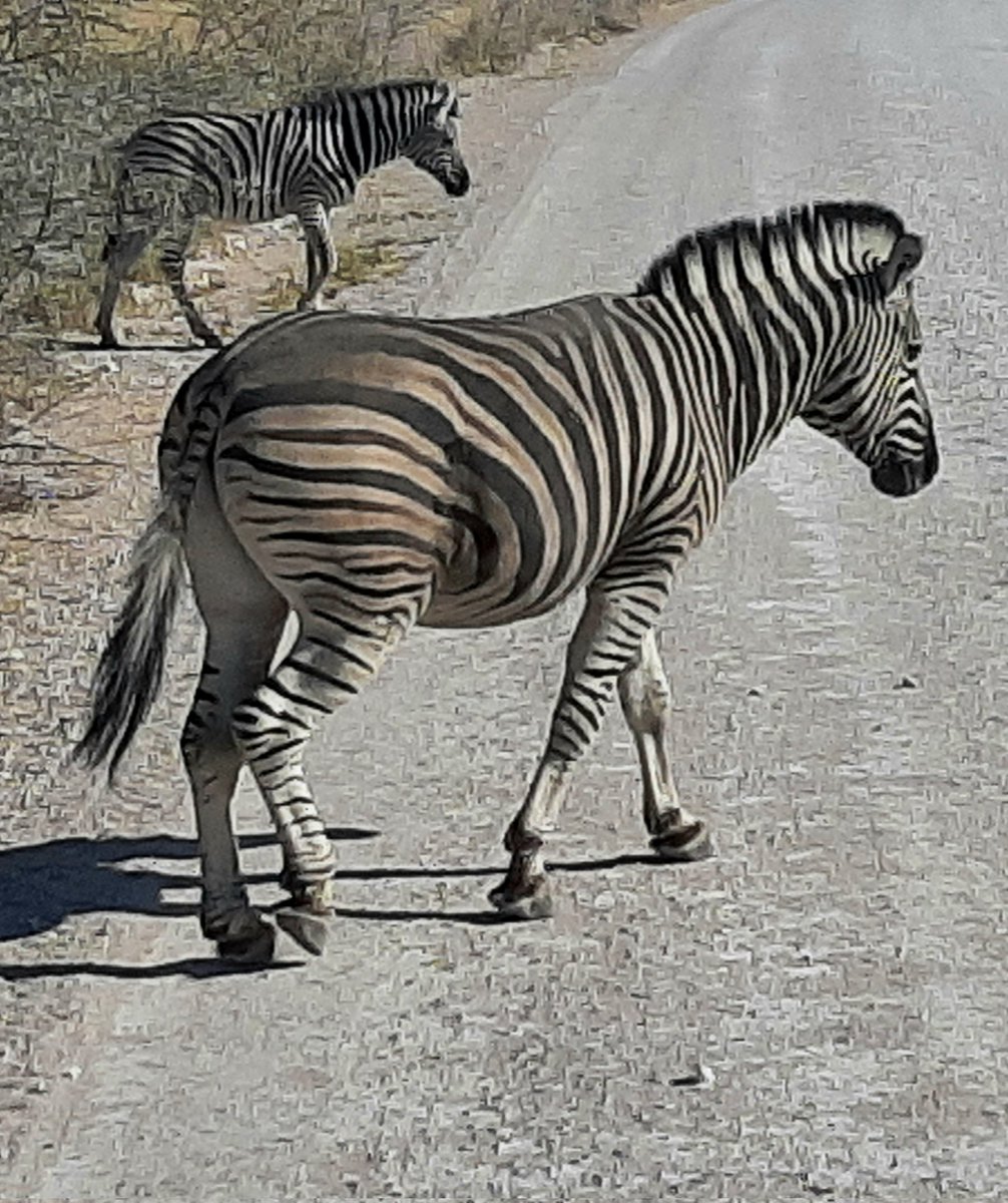 HotelInsonmia's tweet photo. Miércoles
PARQUE NACIONAL DE ETOSHA, #Namibia2023 https://t.co/uvBllWTVoD