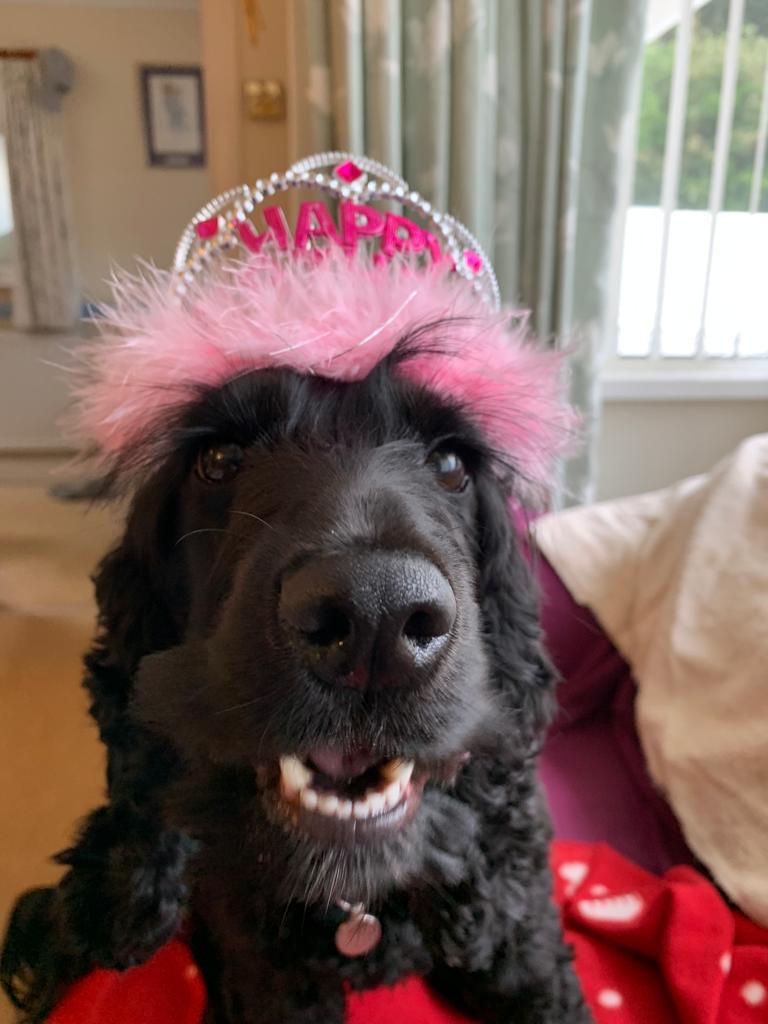 #humpday today....
I am meeting up with my great friends later for a curry. In return, weather permitting I will cut their grass and do some strimming.
However, the best part is I get to spend time with Jessie 🥰