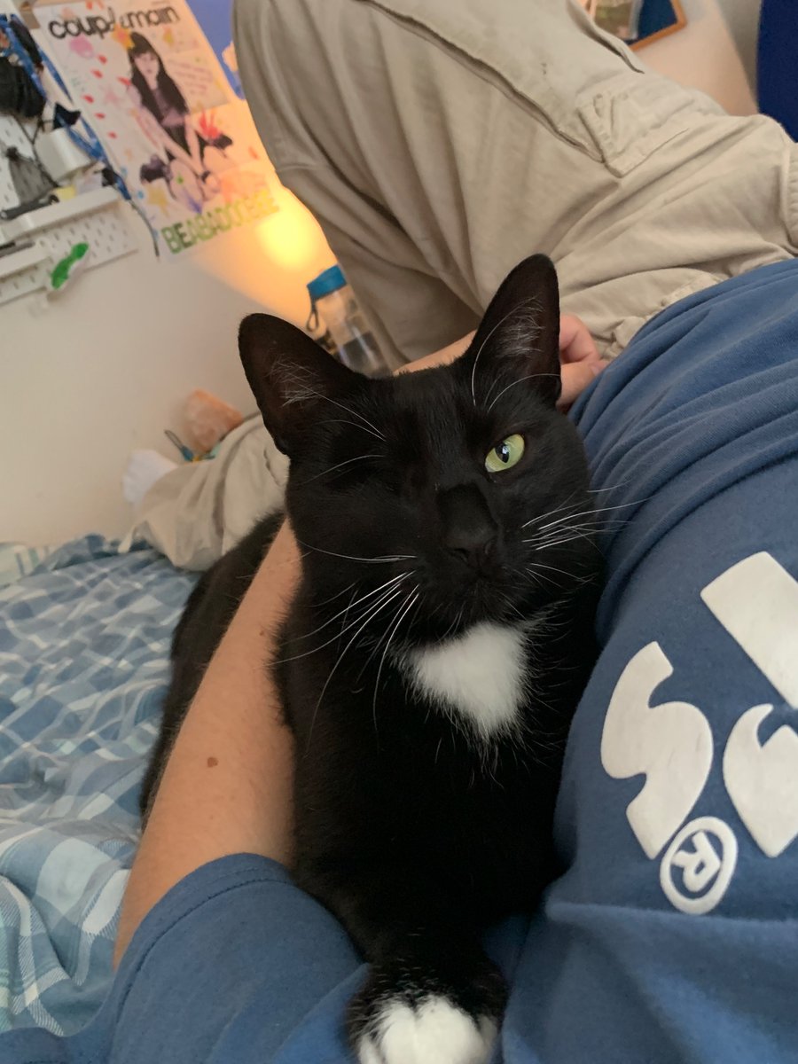 Say_0_0's tweet photo. i luv my cat https://t.co/5Vpl6CHw0X