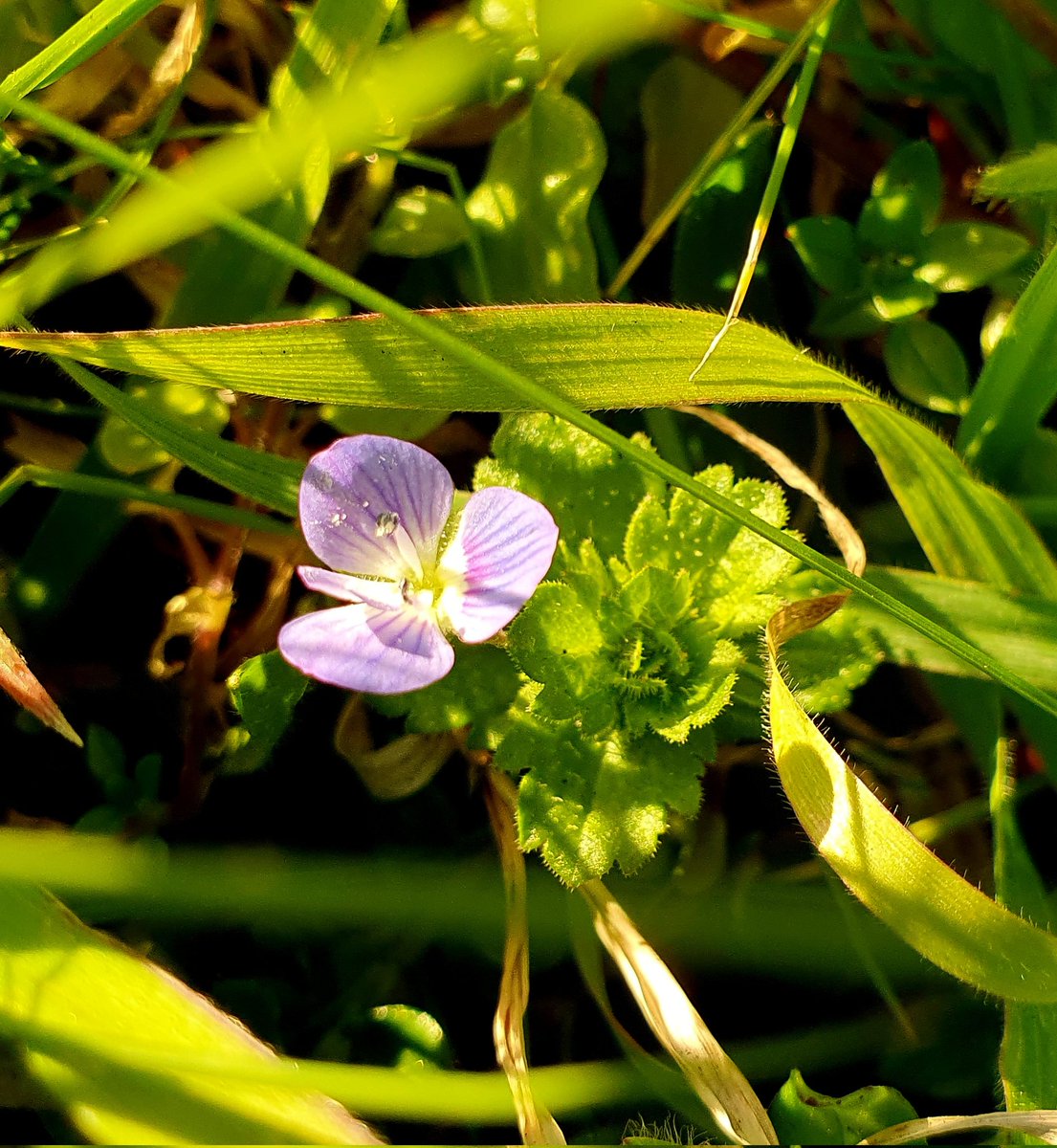 A Winter speedwell or Veronica plant on my walk. Many medicinal uses for this sweetly sprawling gem