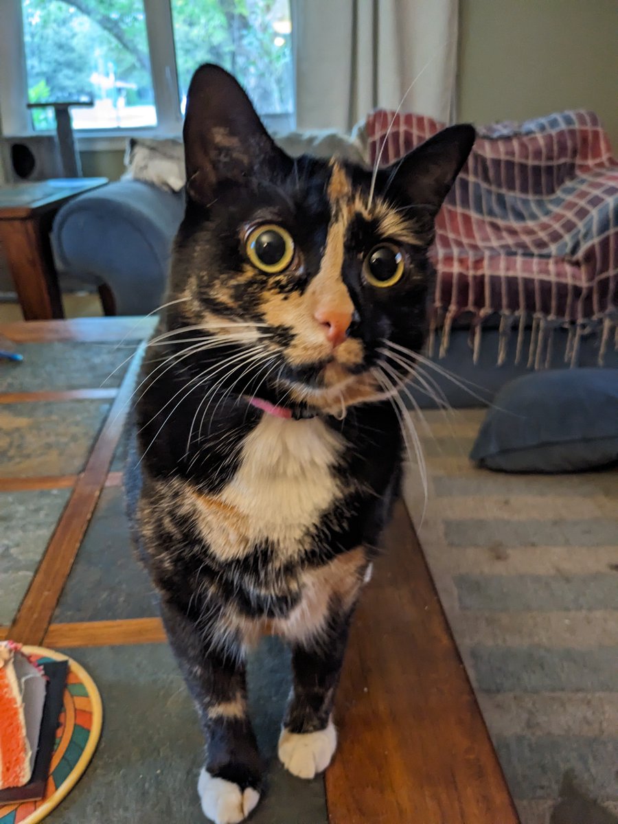 OneEyedIzabella's tweet image. Happy (belated! it was yesterday and we didn't realize!) 2nd birthday Astrid!!!!!
Eat your cake!! It's normal! You love sliced bread!