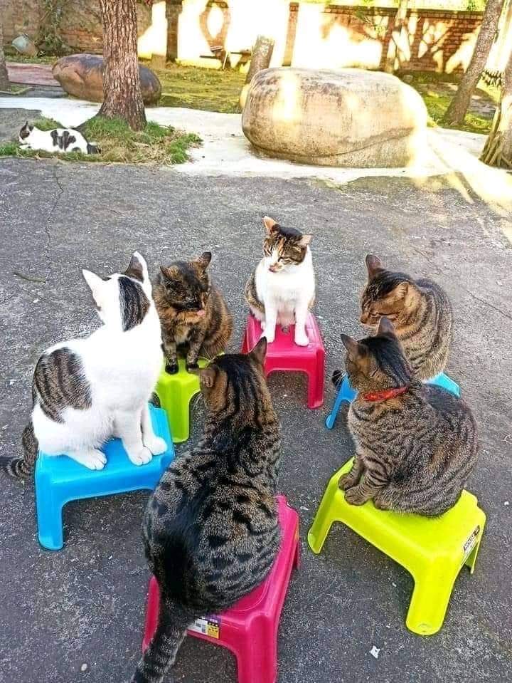 ShouldHaveCat tweet picture