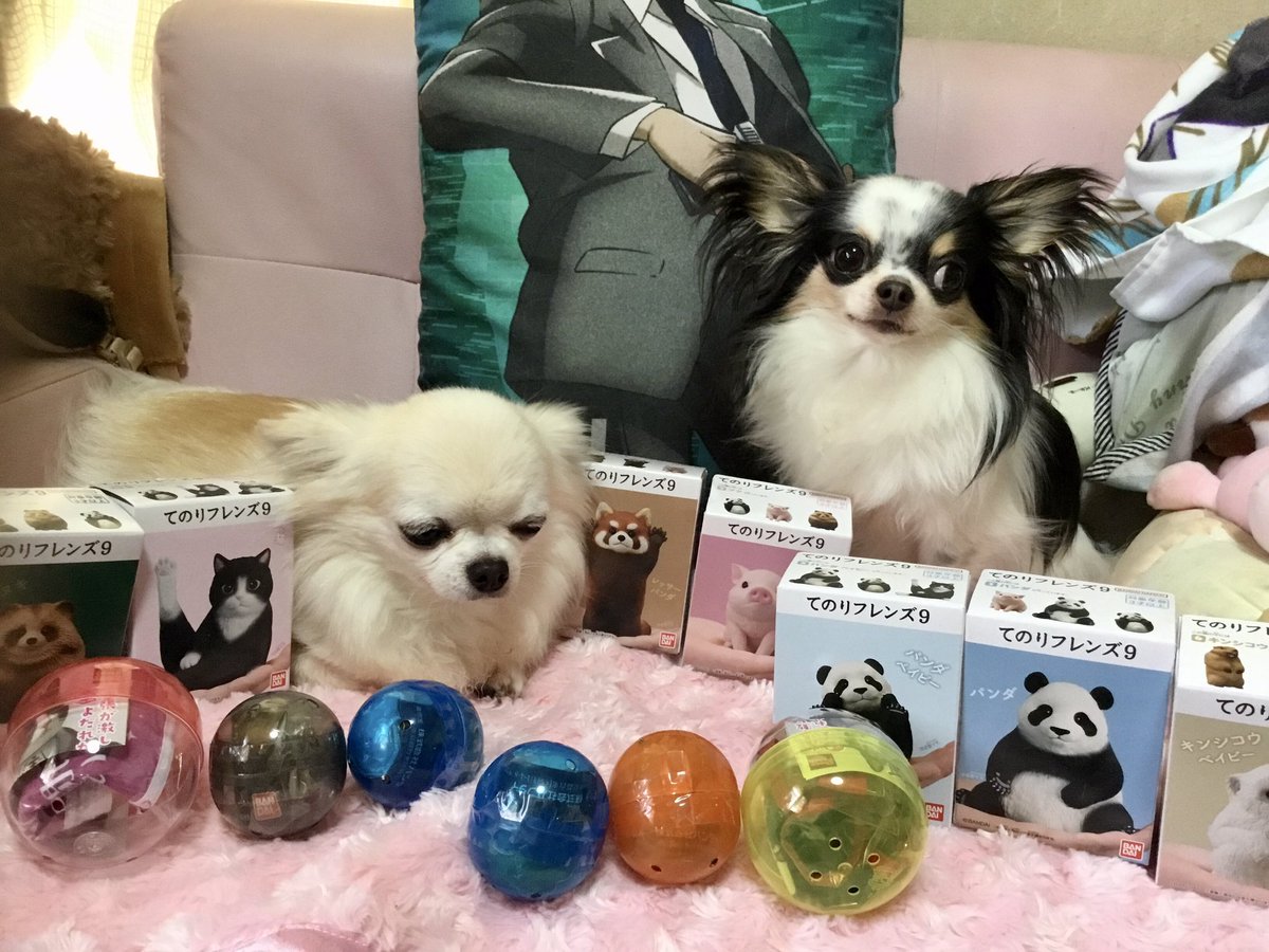 u4UEm6inWBhR48S's tweet photo. 毎日ガチャ生活10日目は〜召喚魔法陣ver.1.5より深淵の魔法陣🪄︎︎🌟

トラ🐶｢何が👅｣

アン🐶｢出るかしら👅｣

ってﾊﾞ━━\( •̀ω•́ )/━━ﾝ💨
てのりフレンズ9と追加のガチャが出ました〜🎊

トラ🐶｢全然嬉しくない😑｣

アン🐶｢興醒めよね💨｣

#初代親バカ倶楽部
#ポメチワ48
#チワワ党 https://t.co/6lCN0mRJr0