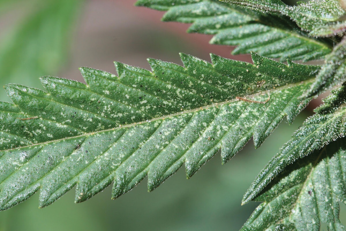 darkrocky69's tweet photo. @gringo_ctm Spider mites 
Bourg 🤔 https://t.co/zLTHrp4Sic