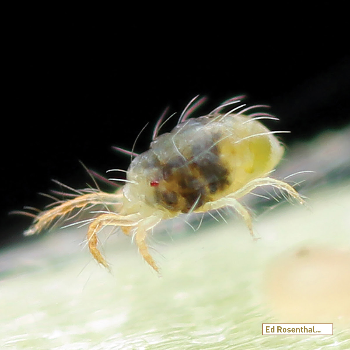 darkrocky69's tweet photo. @gringo_ctm Spider mites 
Bourg 🤔 https://t.co/zLTHrp4Sic
