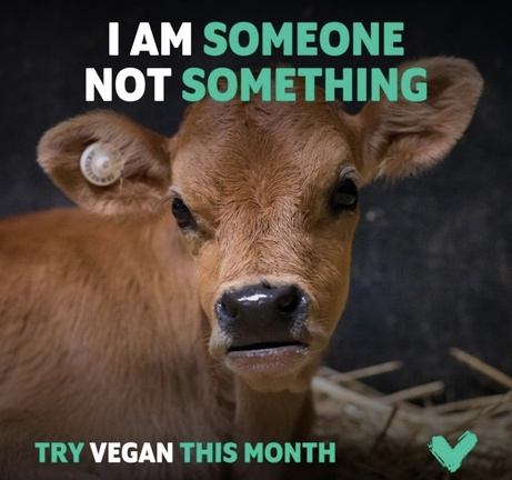 Vegan Future (@veganfuture) on Twitter photo 