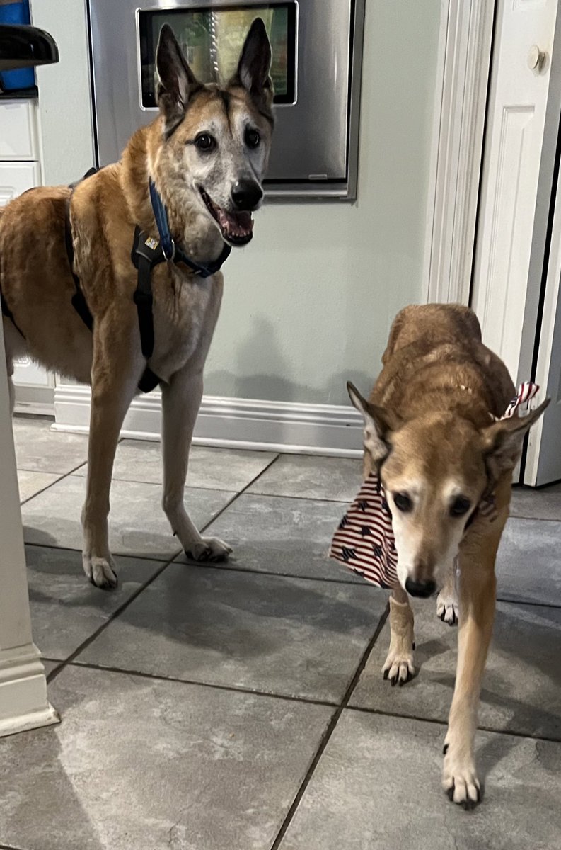 <a href="/Dalbodog/">The Dalbo Dog</a> I lost my boys who were 12 and 14 within six weeks of each other. Cancer for my oldest and a degenerative spine disease for the 12 year old. Hardest thing I’ve ever done. Saying goodbye sucks. We have to treasure every moment and know that they’re no longer suffering or in pain.
