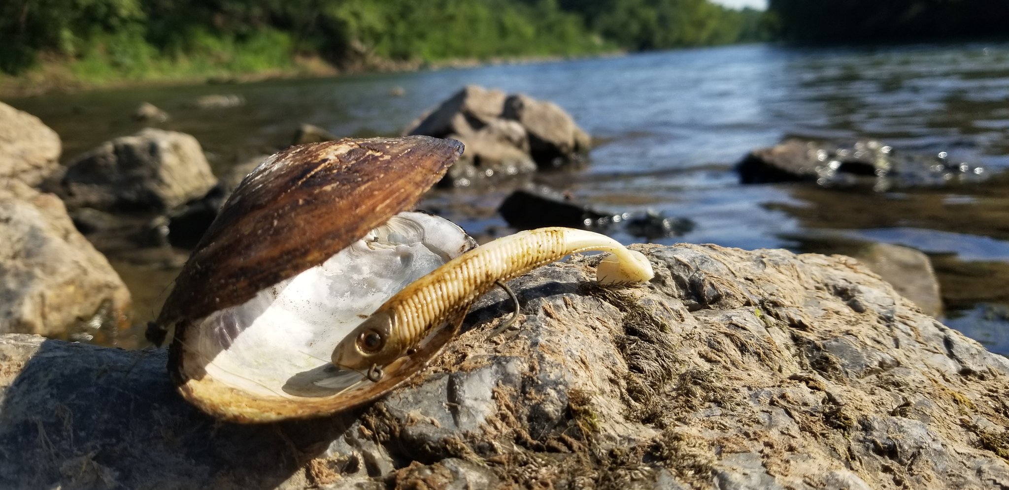 Bailey O'Brian on X: Mussel displaying its lure idk not a malacologist   / X