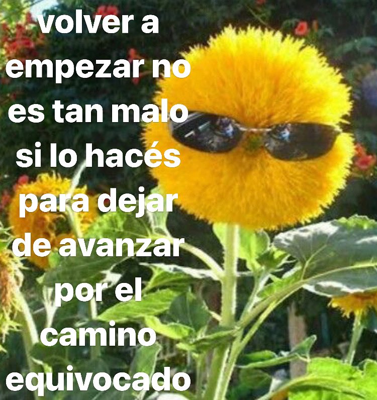 conoloracigarro's tweet photo. Volver a empezar nunca es malo 🌻 https://t.co/IQNWefTCTY