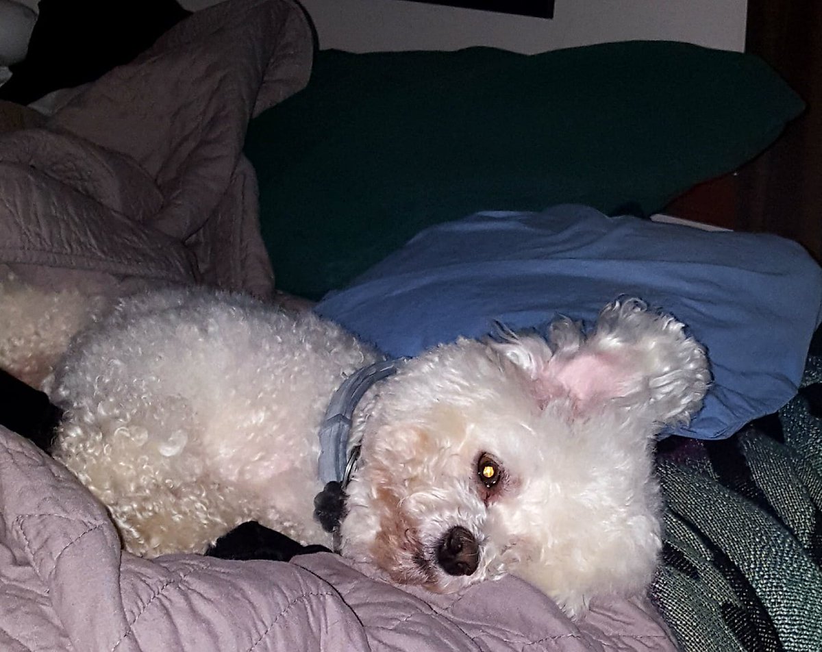 Perri4health's tweet image. Ajax and Webster on #TeamCommander

We are rolling with #BidenHarris2024