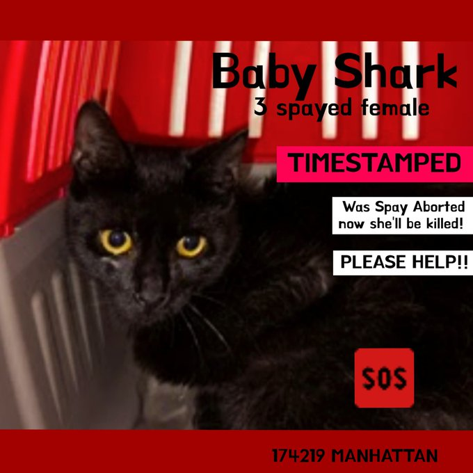 PeterAskin1's tweet photo. "Baby Shark" didn't yet have to die 
& to save her we have to try!  
At NYC ACC & very scared  
& soon we'll know how she fared! 
Will she die on 07/25  
or will she get out alive? 
Adopt this girl if you may 
or pledge for her rescue day! BEYOND URGENT! 🙏 https://t.co/fcxiFK6EJx