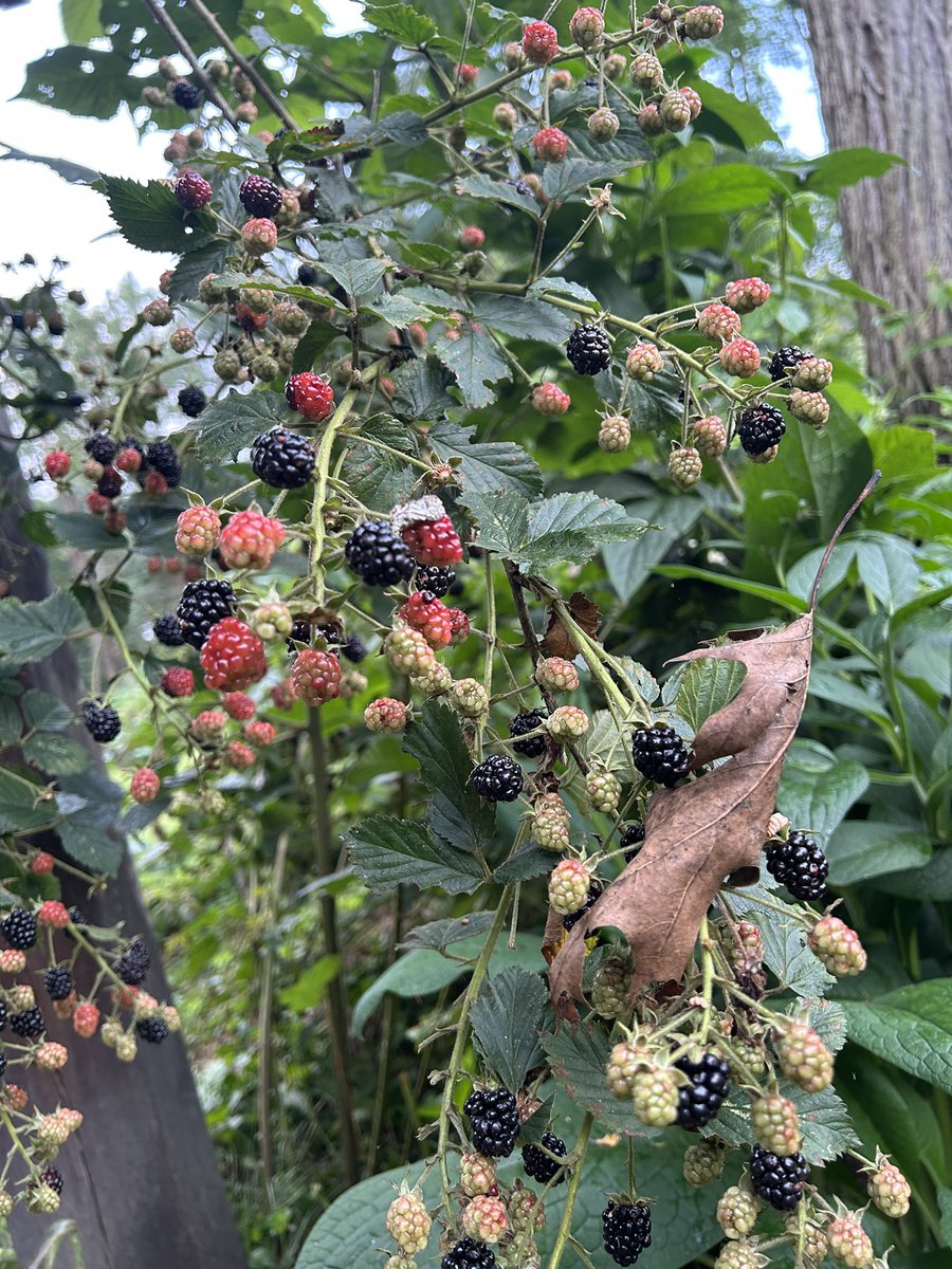 Serpico RET NYPD DET tweet media