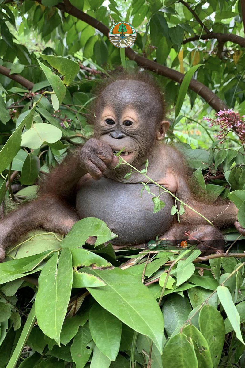 Orangutan COP tweet media