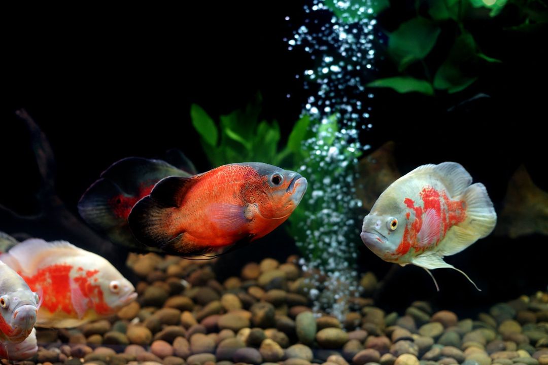 AW_SanDiego's tweet image. The oscar, aka: tiger oscar, velvet &amp;amp; marble cichlid

Lifespan: 10-13 yrs
Tank: min 70 gallons (77 degrees optimal)
Size: 12-18&quot;
Diet: Carnivore
Care Level: Difficult 
Temperament: Semi-aggressive 
Type: Freshwater

#Aquaticwarehouse #fish #fishtank #aquarium #hobby #tanktuesday
