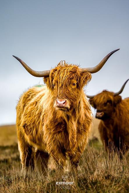 Exmoor Image of the week, So Wet. Go Large - exmoor.today/20230725

#exmoor #highlandcattle #highlandcow  #livestock