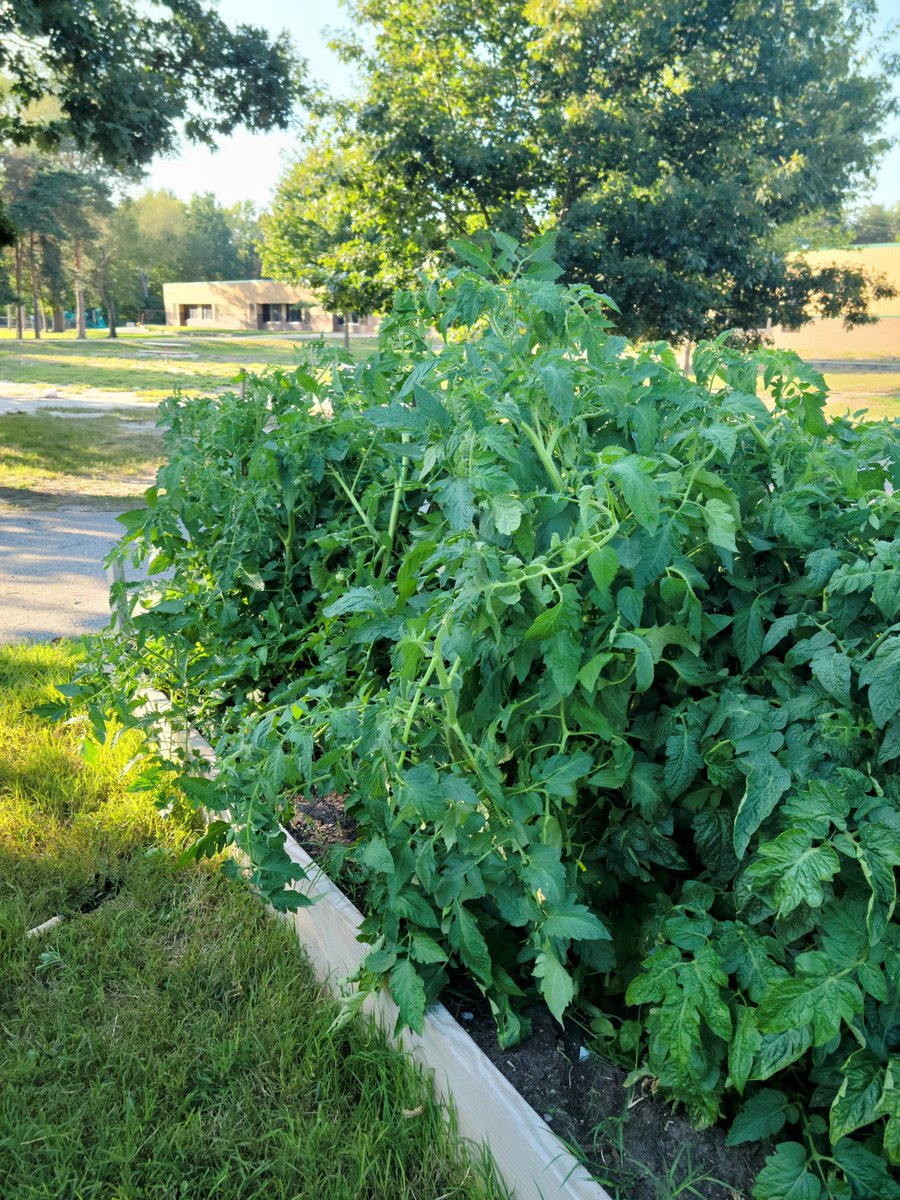 Thank you to our <a href="/WOPineCreek/">Pine Creek School</a> staff for coming out to help with the garden. Gave away some lettuce and peppers to some future <a href="/WOPublicSchools/">West Ottawa Public Schools</a>  students/families!!! They even helped pick the lettuce.