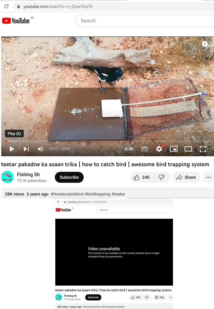 Pragatheesha's tweet photo. In an effort to safeguard wildlife (Preventive Measures), I have removed 166 links/videos related to the illegal hunting and cooking of various birds from YouTube #YouTube  #cybercrime  #Legal  #wildlifecrime #INTERPOL  #unodc #ICCWC  #Traffic  #USFWS #CITES #UNEP #WCMC https://t.co/4C4GzX84Rp