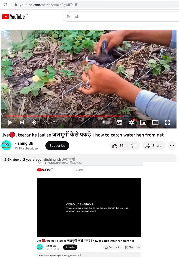 Pragatheesha's tweet photo. In an effort to safeguard wildlife (Preventive Measures), I have removed 166 links/videos related to the illegal hunting and cooking of various birds from YouTube #YouTube  #cybercrime  #Legal  #wildlifecrime #INTERPOL  #unodc #ICCWC  #Traffic  #USFWS #CITES #UNEP #WCMC https://t.co/4C4GzX84Rp