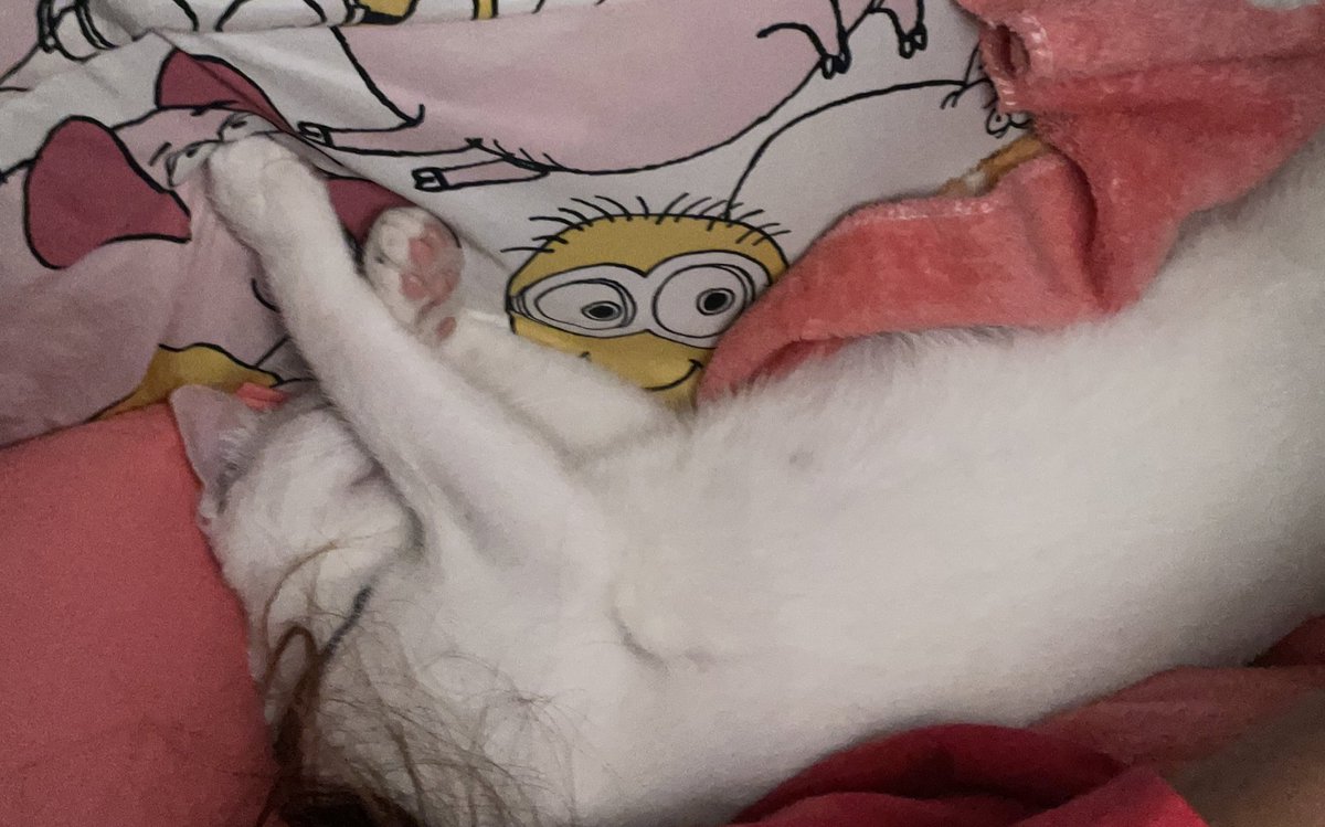 razjmae's tweet photo. si cosmo takot sa bagyo kaya buong gabi nakacudfle sakin https://t.co/Ai8R22oHKR