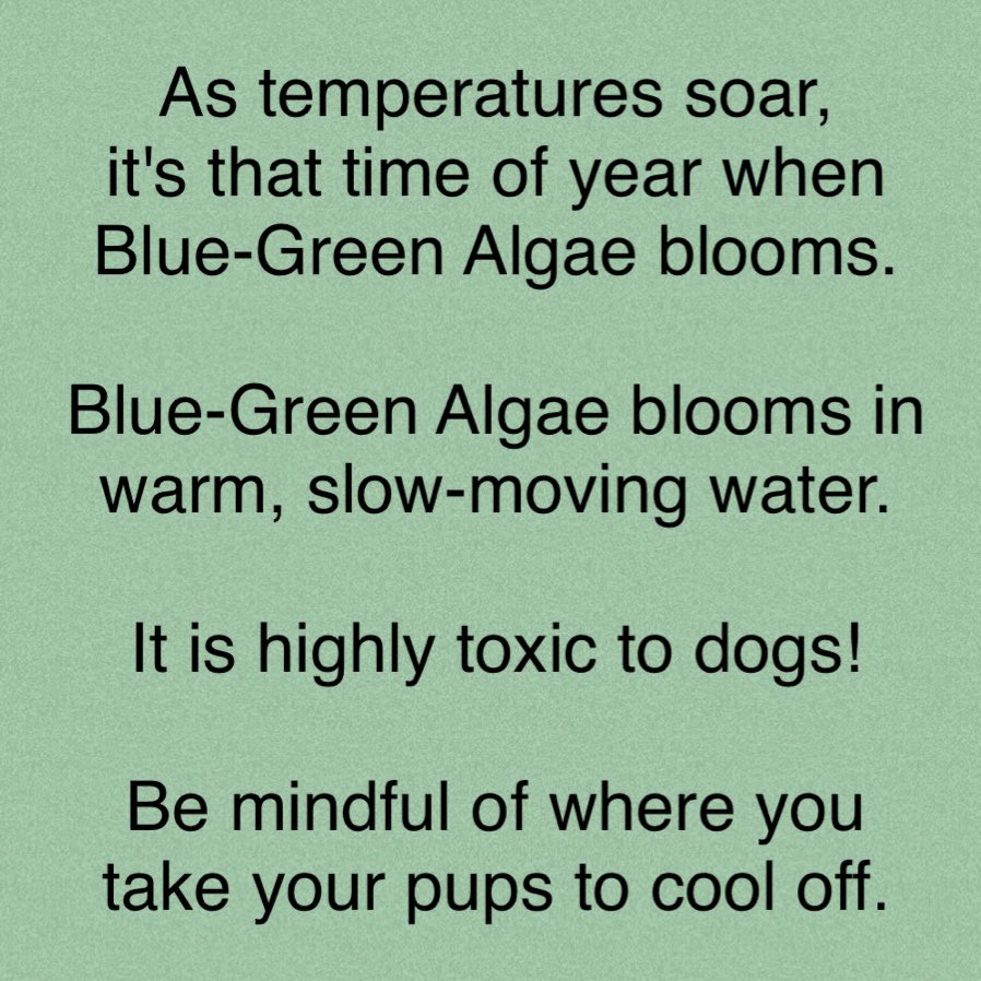 As temperatures soar, it’s that time of year when blue green algae blooms. Blue green algae blooms in warm, slow-moving water. It is highly toxic to dogs! Be mindful of where you take your pups to cool off.
https://t.co/GbbcodpJ2R https://t.co/ROiWg03DbM