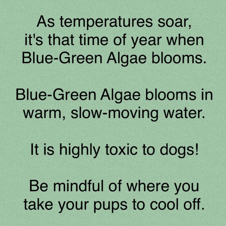 As temperatures soar, it’s that time of year when blue green algae blooms. Blue green algae blooms in warm, slow-moving water. It is highly toxic to dogs! Be mindful of where you take your pups to cool off. 

https://t.co/GbbcodpJ2R https://t.co/ROiWg03DbM