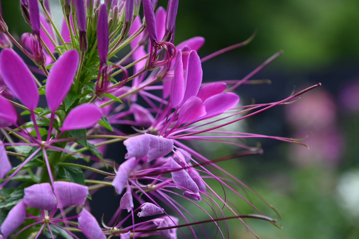 comfy_crow's tweet photo. A cleome in bloom, just wanted to share something pleasant. 
#flowers #nikon #gardening #garden #summer https://t.co/HNAb9jjxUm