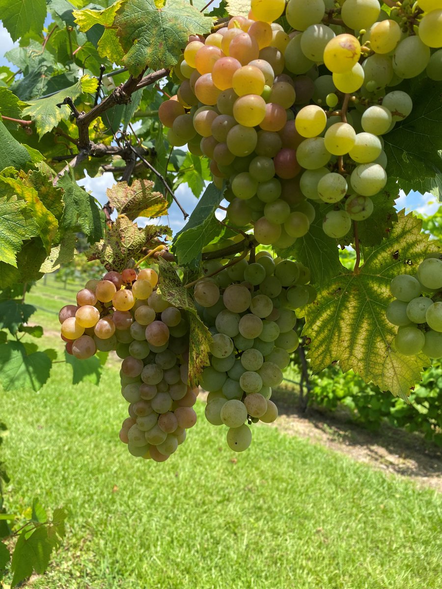 gsaspess23's tweet photo. meet faculty and learn about the breeding efforts for turfgrass, tall fescue, ornamental grasses, pine trees, pecan trees, muscadines, blueberries, peaches, and grain sorghum as well as attend scientific workshops and presentations related to plant breeding.  A special thank you https://t.co/j4AE1zOYPM