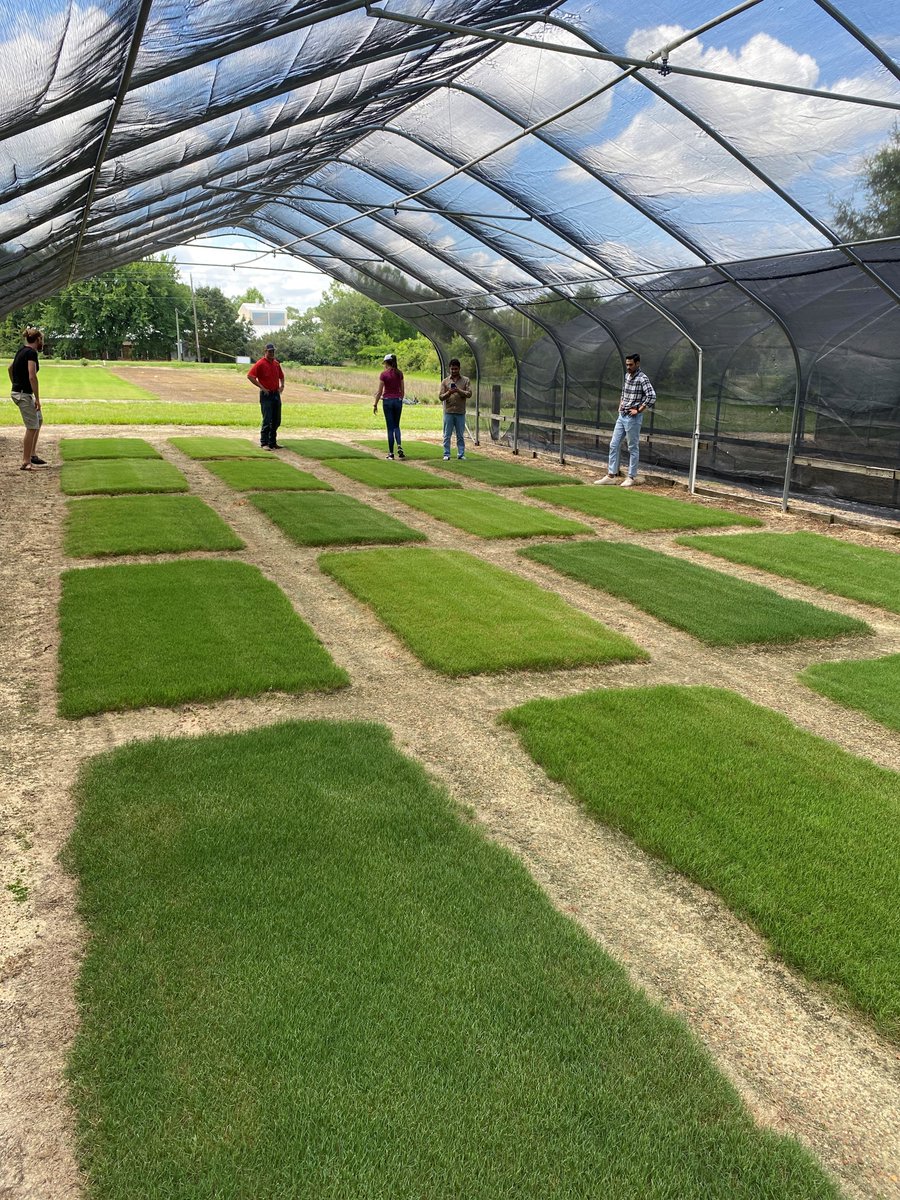 gsaspess23's tweet photo. meet faculty and learn about the breeding efforts for turfgrass, tall fescue, ornamental grasses, pine trees, pecan trees, muscadines, blueberries, peaches, and grain sorghum as well as attend scientific workshops and presentations related to plant breeding.  A special thank you https://t.co/j4AE1zOYPM