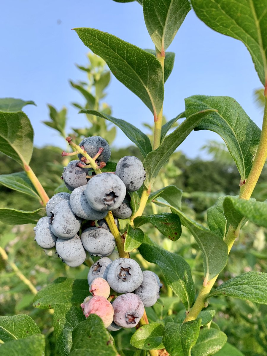 Kate Rietema tweet media