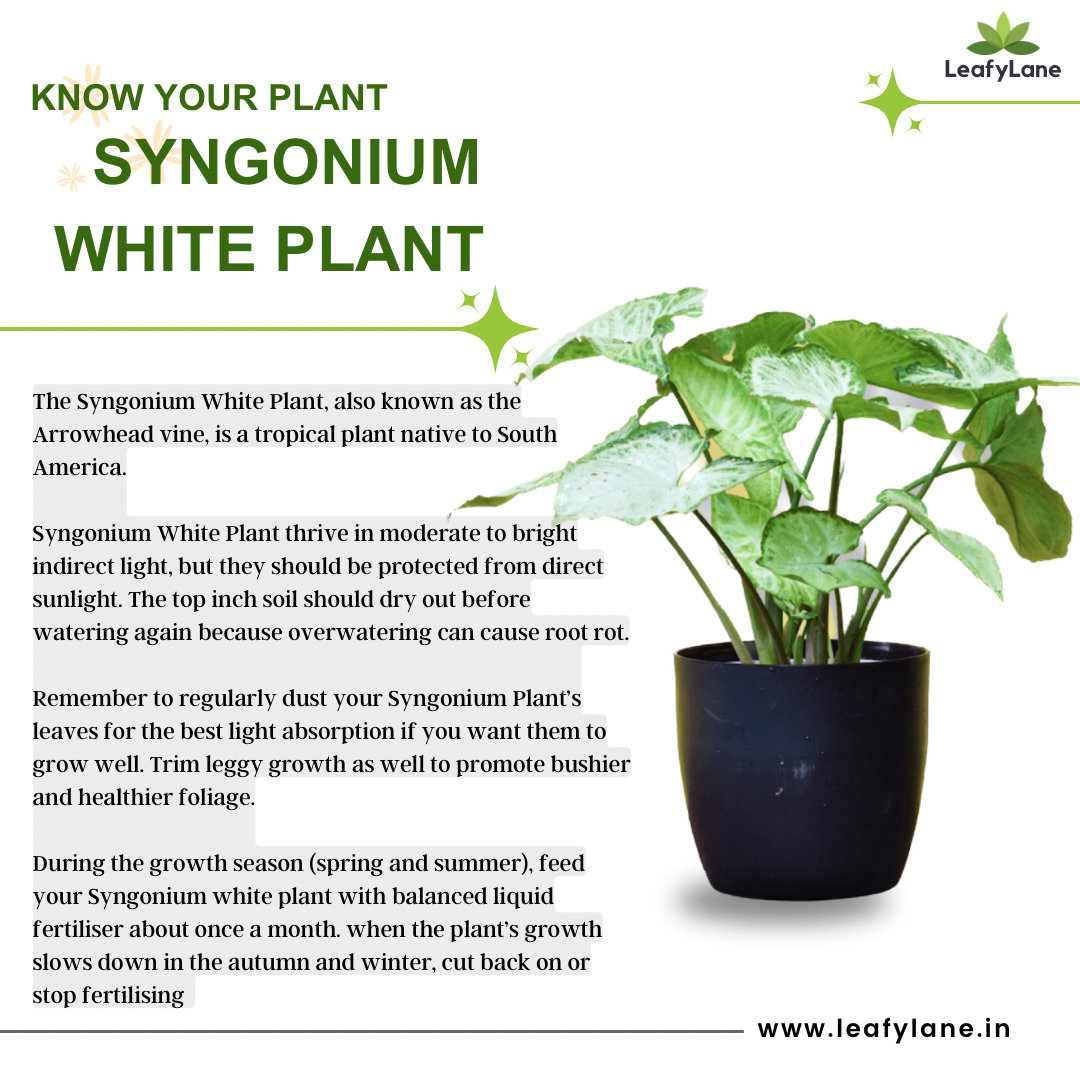 Syngonium White Plant 🪴🌱

#plantcare #leafylane #homedecor #healthyplants #plantdecor #plantcommunity #knowyourplant #plantsgrowpeople #iloveplants #getplanted #plants #syngoniumplant #syngoniumplantcare #syngoniumplantlover