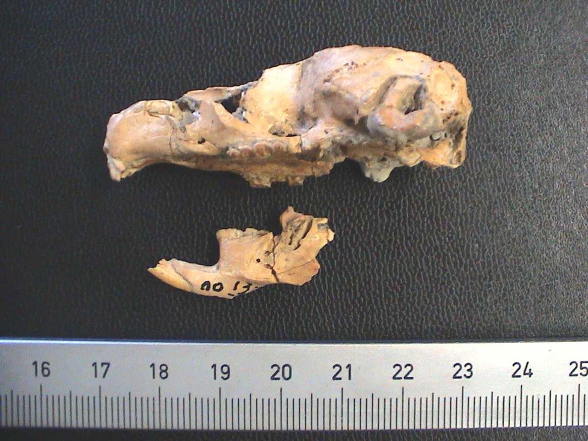 FossilElephants's tweet photo. #philippine #Pleistocene #fossil insular gigantism in a murid. 
#islandbiogeography #philippinepalaeontology #paleontology 
Masbate, 2000, J. de Vos https://t.co/aaZ61vc17y