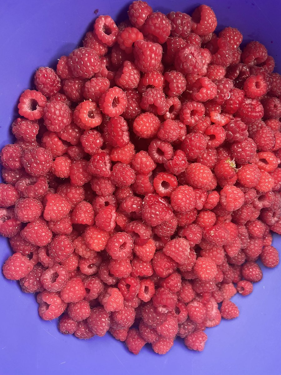Spending these beautiful quiet days in the berry patches has been so lovely.