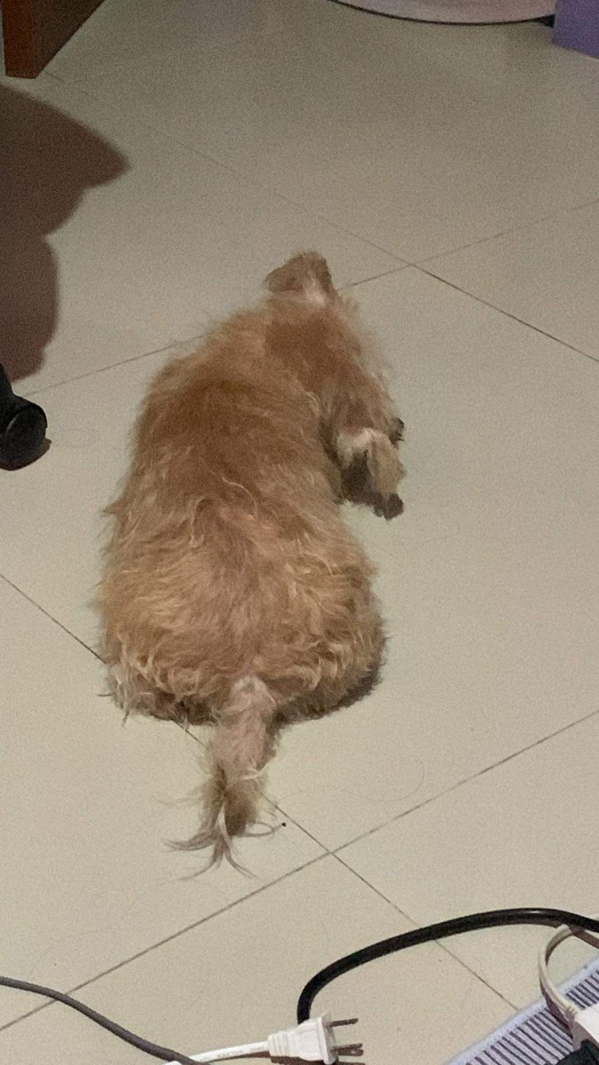 Isang doormat isang carpet 😭😭