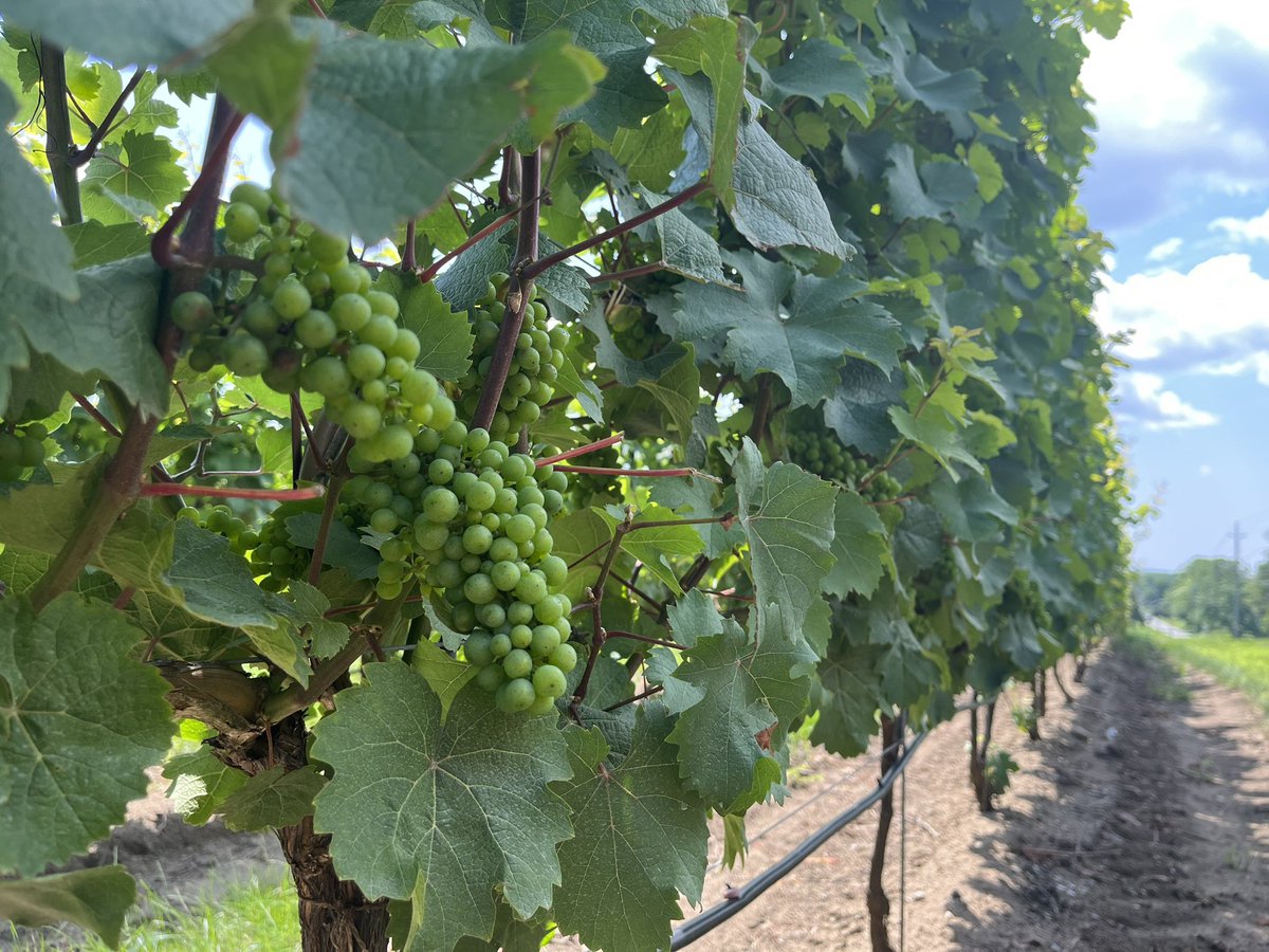 DianaHuson's tweet photo. Very excited to see next steps in the wine-making journey for this growing #PelhamOn business! Find more info at https://t.co/gTKzVqfaan
#Canadianwine #Cdnwine #winecountry #NiagaraON #NiagaraWine
#ShareLocal #promoteLocal #SupportLocal #LiveLoveLocal https://t.co/tSFjYCJXlY