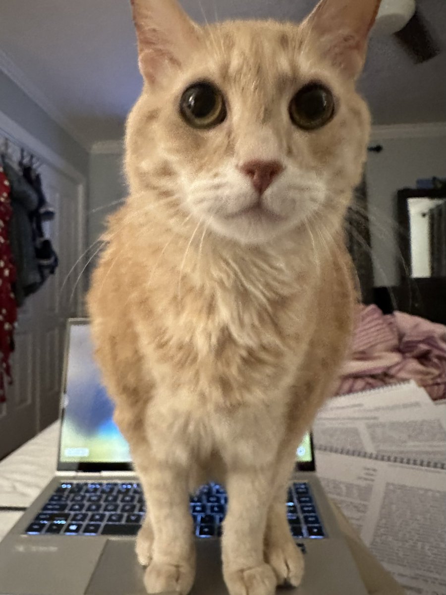 ImoveCar's tweet photo. He seems particularly uninterested in letting me work https://t.co/kG59uG3R6T