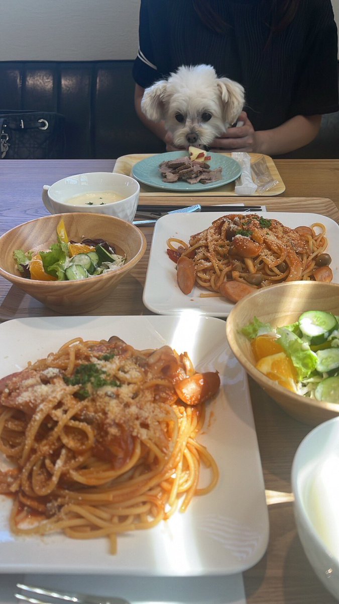 joetsu_h_s_navi's tweet photo. 【関根学園コラボ投稿第14回】
ここは春日新田にあるCafel(カフェル)というドッグカフェです。店内には犬が自由に遊べるスペースや、写真が撮れるフォトブースがあります。ぜひ愛犬と楽しく食事をしに行ってみてください!
#上越市 #高校生目線 #高田西
#Cafel #ドッグカフェ #じょうえつ青春クリップ https://t.co/RfW60N5FXg