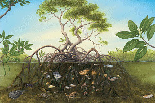 نباتات المانجروف يعتبر من أهم النظم الغذائية الموجودة على شواطئنا فهي تشكل نظام غذائي متكامل للطيور والكائنات البحرية.
#اليوم_العالمي_لصون_النظام_الإيكولوجي_لغابات_المانجروف