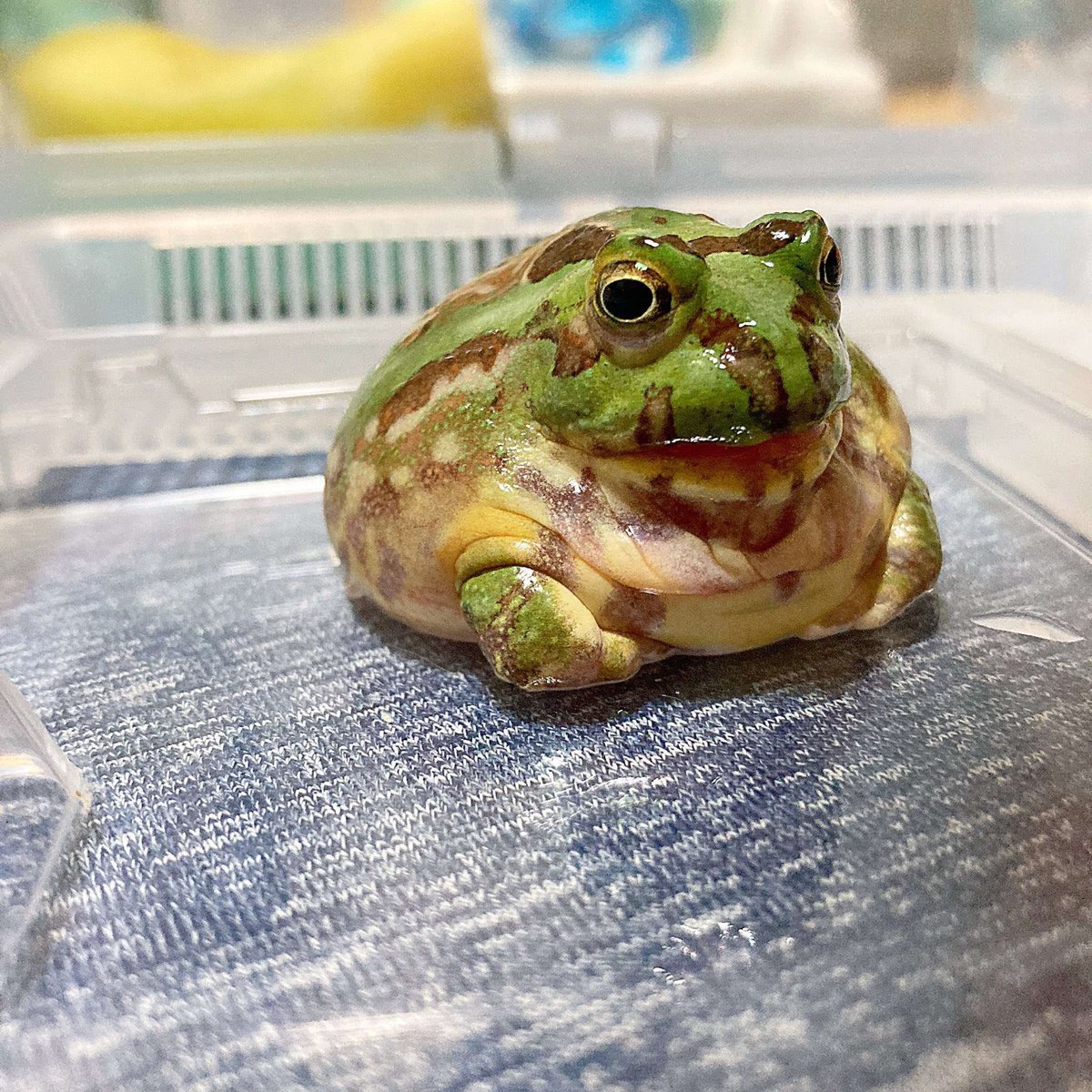 Rex:R sounds like such a bad game like yoooo I just mined 138,092 blocks and I find this thing,.he’s like 1 in 1.2 billoin chance