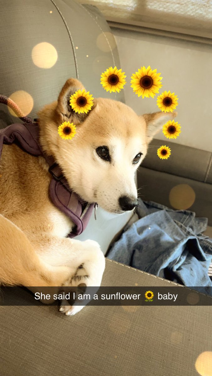 Sometimes the baby loves sunflowers as much as I do🌻❤️🌻❤️🌻❤️🌻❤️🌻