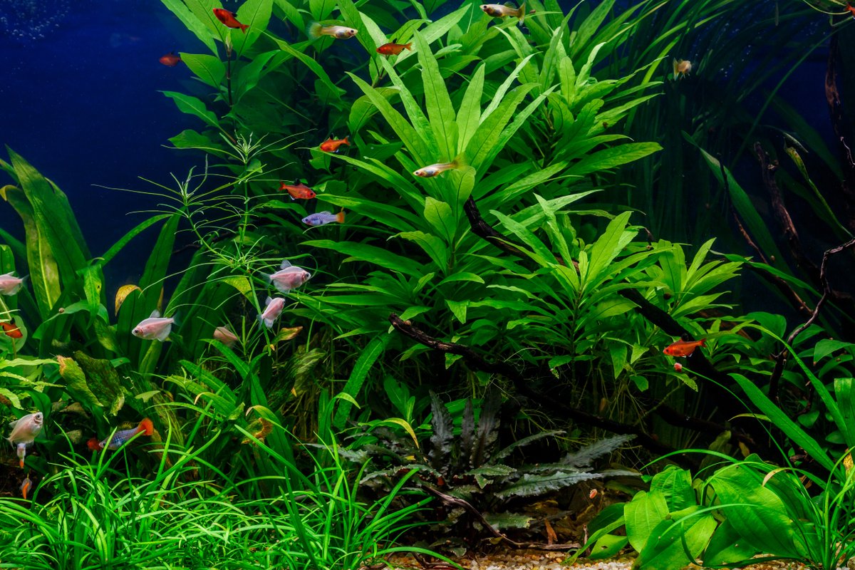 AW_SanDiego's tweet image. 🌿💦  Wondering what is the ideal temperature for a planted aquarium? We&apos;ve got you covered: bit.ly/3BkwhuY 

.
#aquaticwarehouse #aquariums #fish #fishtank #aquariumcare #plantedaquarium #plantstagram #planted #marinefish #freshwatertank #freshwaterfish #sandiego