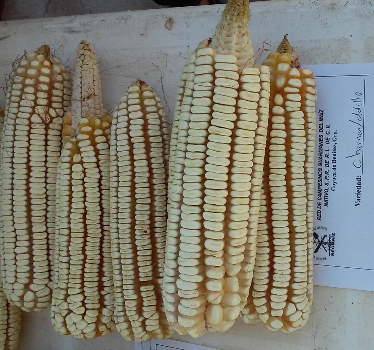 Maíz chirrión. Su  consistencia es harinosa, por esta cualidad tiene un alto potencial para su venta en harina a la industria molinera. En comunidades de Guerrero lo siguen cultivando para autoconsumo y venta. 🌽🇲🇽

👉🏾 Marcos Cortez Bacilio