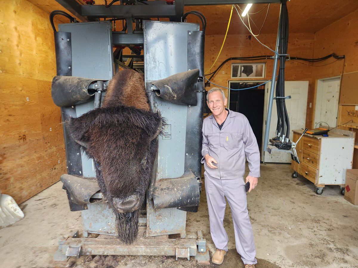 ha_koekemoer's tweet photo. My father-in-law said he did not look that big outside in the pen... 🦬🤠 #Bison #Ranch #BCPeace https://t.co/FxEKSDCRCO
