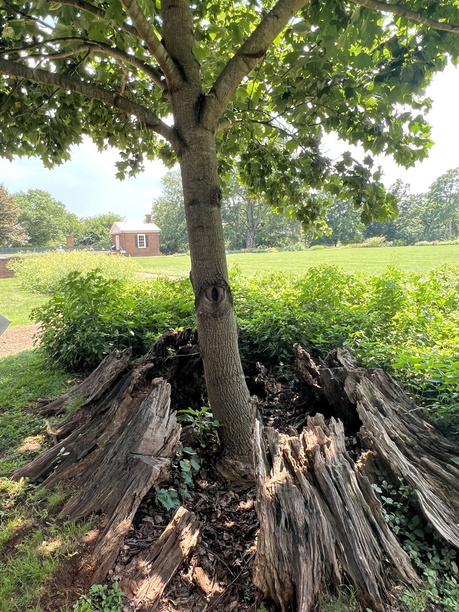 Jeanettedogmomm's tweet image. Doing the work! #teachinghistory #AmericanHistory #teachingallnarratives #teachmonticello