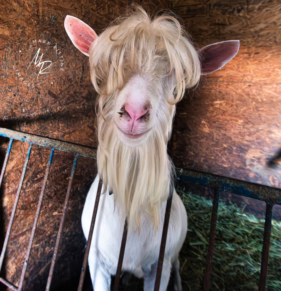 Goat, with bangs. #goat #farmanimal #nikon