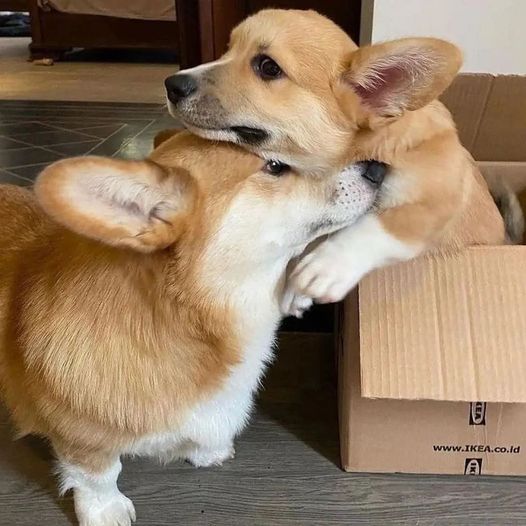 Love you so much 🥰
#corgi #corgilover #corgilovers #dogsoftwitter